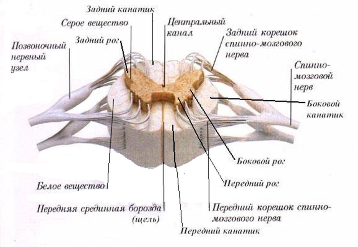 Спинной мозг (medulla spinalis) и его нервы 1