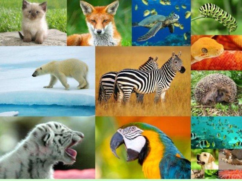 Разнообразие животного мира 1